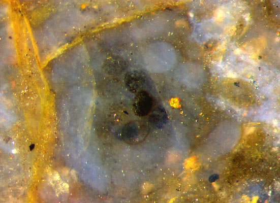Peculiar charophyte alga, uppermost whorl with oogonia, top view