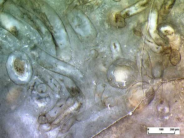 sessile alga in Rhynie chert with cup-like forms