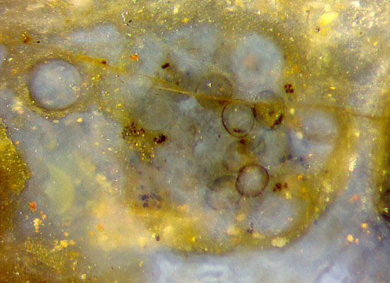peculiar charophyte alga top