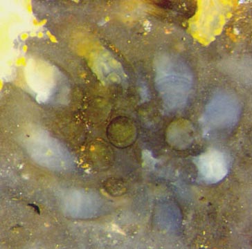 Devonian alga whorl