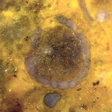 Devonian alga, antheridium (?)