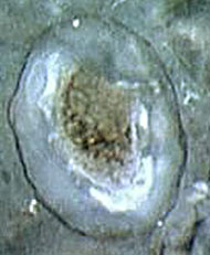 cup with granular content on alga in Rhynie chert