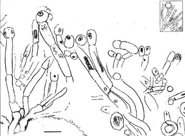 Devonian alga drawing