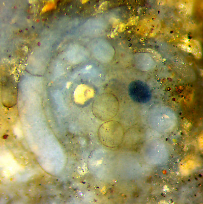 Devonian alga top