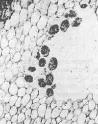 cell-size clots