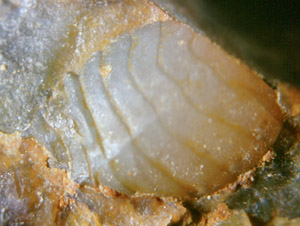 trigonotarbid body, ventral side, with distinctly seen superficial segmentation