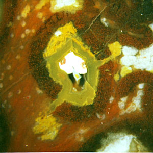 Psaronius root with complex agate