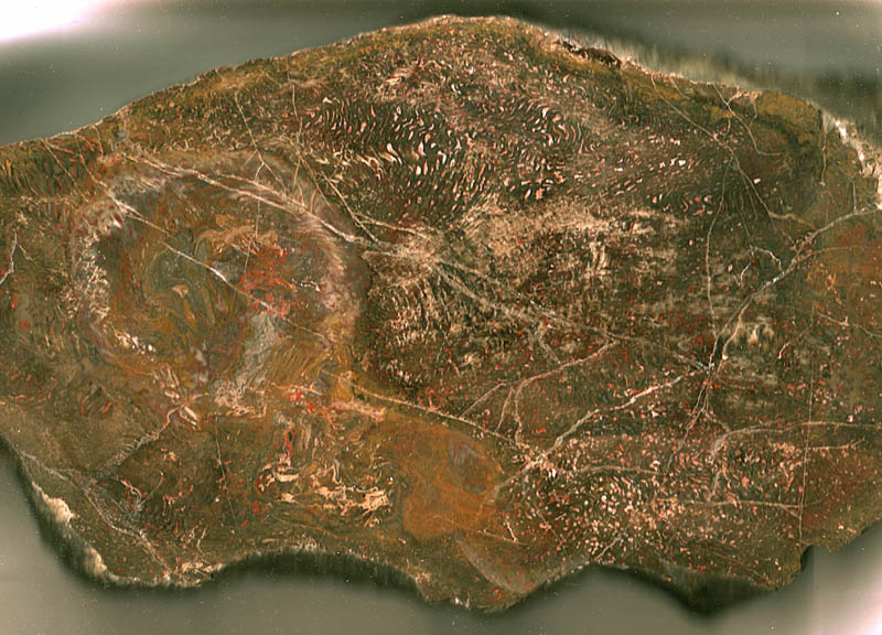 Querschnitt des größten Psaronius aus dem Döhlener Becken