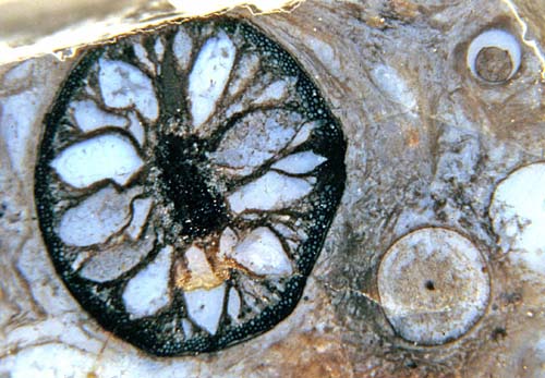 Plant cross-section in Rhynie chert with fungus-induced anomaly