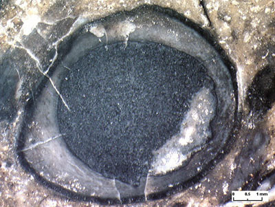 Querschnitt eines ungewöhnlich großen Aglaophyton-Sporangiums