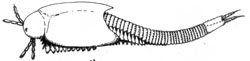 Reconstruction of Castracollis after FAYERS and TREWIN
