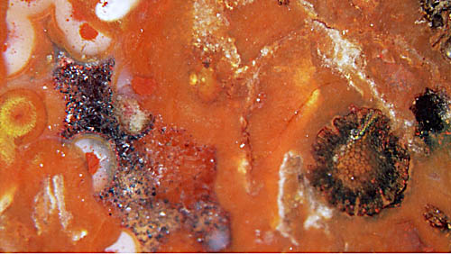 Calamiten-Wurzel (Astromyelon) im Chalzedon in der Markhöhle