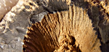 calamite with pith cavity, detail