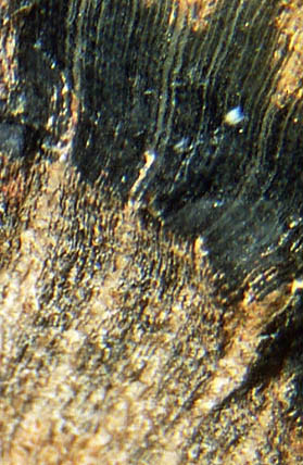 Calamitenholz mit Markstrahlen