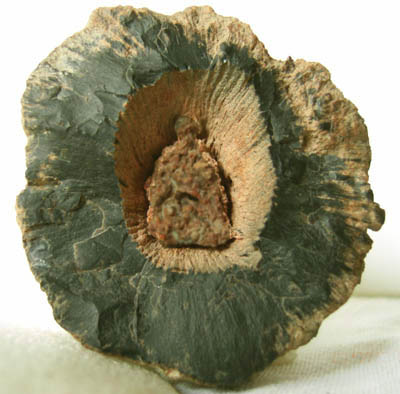 silicified calamite fragment with pith cavity