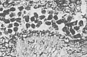 angular clots in fossil plant, no coprolites