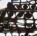 clots inside Permian wood cells, no coprolites