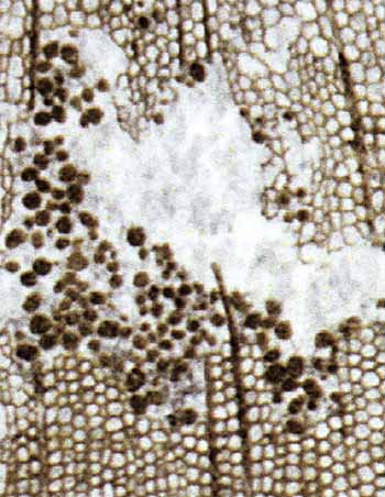 clots in damaged Permian wood