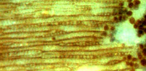 Clots misinterpreted as coprolites, Permian, Schallodenbach