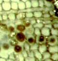 clots in Permian wood cells, no coprolites
