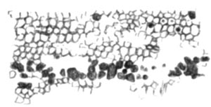 Clots misinterpreted as coprolites, Permian, Wetterau
