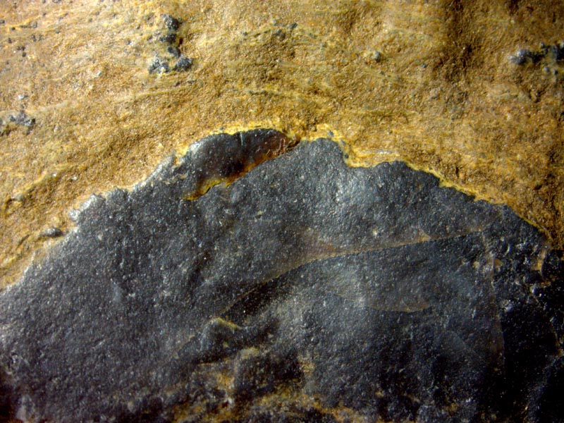 microbial cloud in Rhynie chert