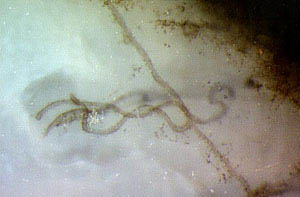 curved hyphae