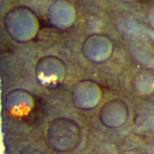 deposits in big nematophyte tubes