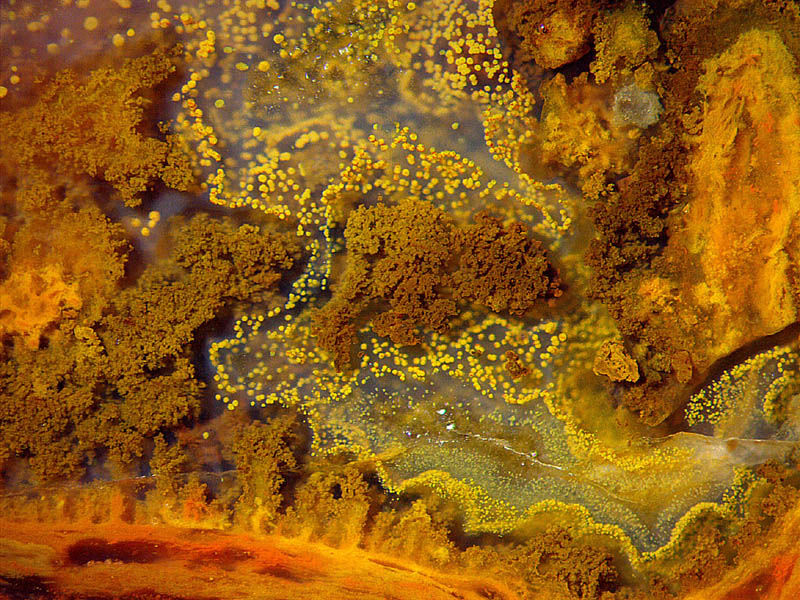 microbial formations