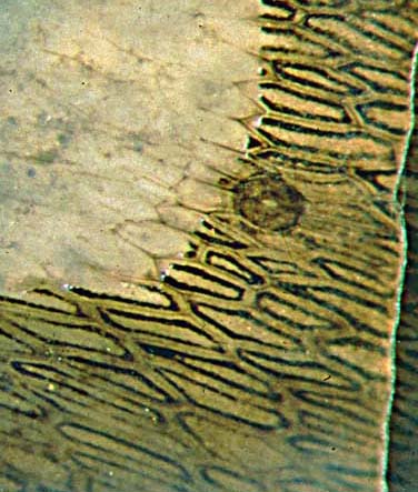 Aglaophyton epidermis pattern with stark contrast due to peculiar dark lining inside the cells