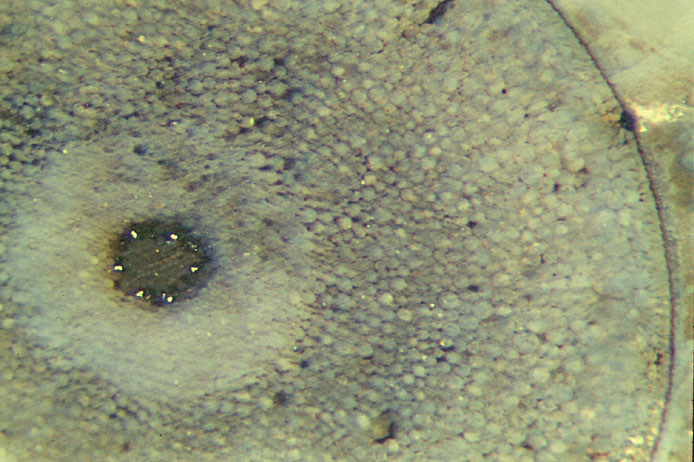 Aglaophyton cross-section with fairy ring of putative protoxylem