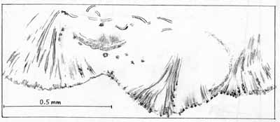 Nematophyton envelope cross-section