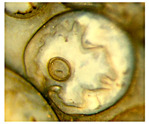 Ebullitiocaris: Querschnitt des segmentierten Rohres als konzentische Ringe