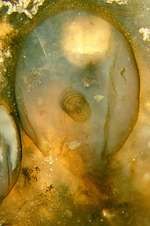 Ebullitiocaris: schräger Querschnitt mit segmentiertem Rohr