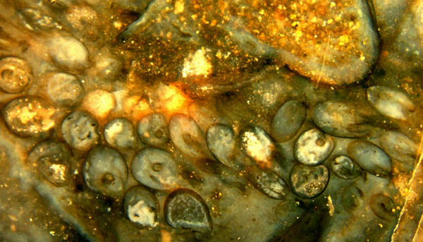 Flock of the freshwater crustacean Ebullitiocaris among plant debris in Rhynie chert.