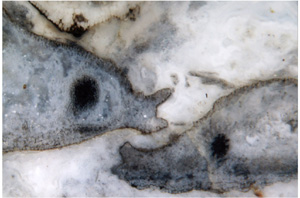 "fossil gossip": squeezed Aglaophyton