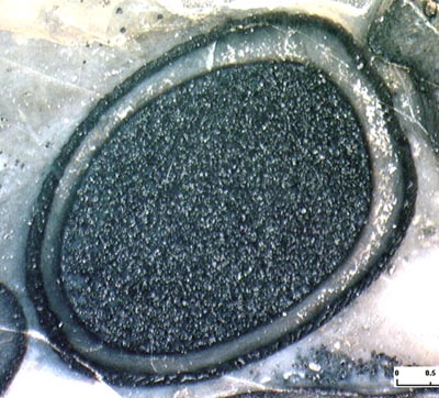 Aglaophyton-Sporangium, schräger Schnitt