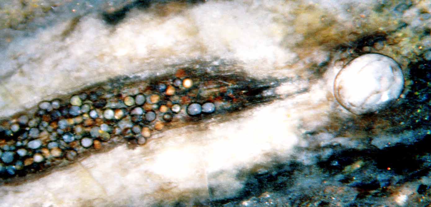 Pilz-Chlamydosporen sehr unterschiedlicher Größe