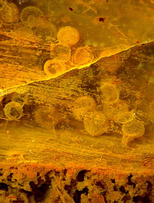 Permian fungus chlamydospores