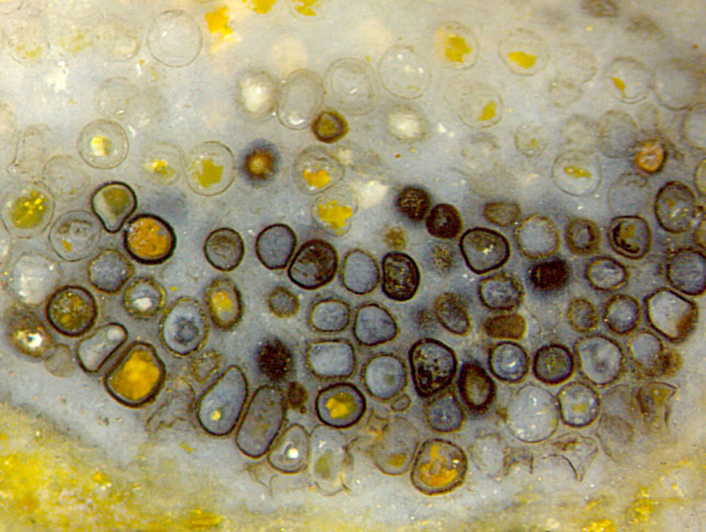 Uncommon assemblage of fungus resting spores in a decayed early land plant