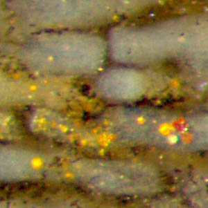 mineral precipitates in big nematophyte tubes