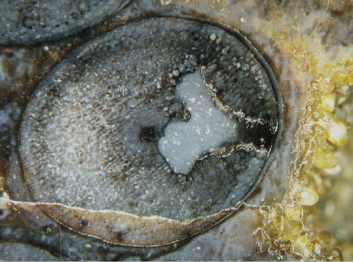 Aglaophyton cross-section with hole due to herbivore