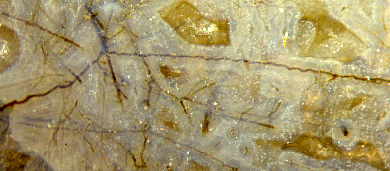 wavy hyphae