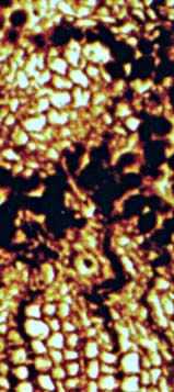 silicified wood cells with dark fill: alleged coprolites