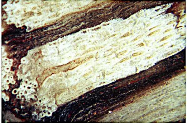 kinked xylem strand, Lower Permian