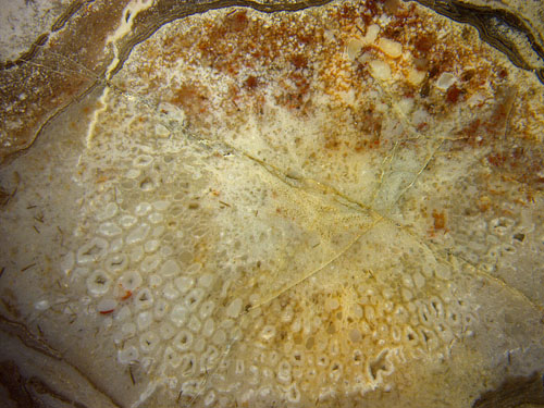 Psaronius aerial root cross-section