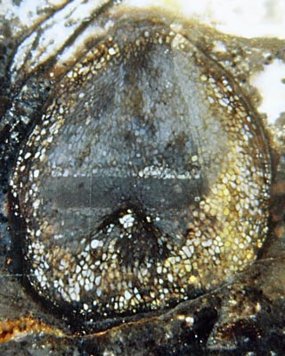 Horneophyton tuber with evidence for silica diffusion through tissue