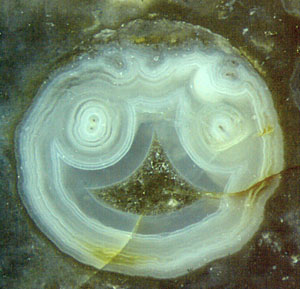 fungus hyphae coated with chalcedony