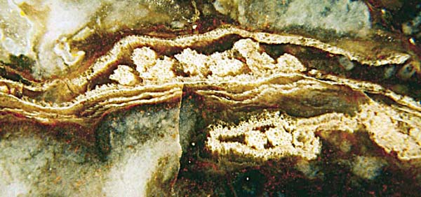multiple xylem strands, Lower Permian