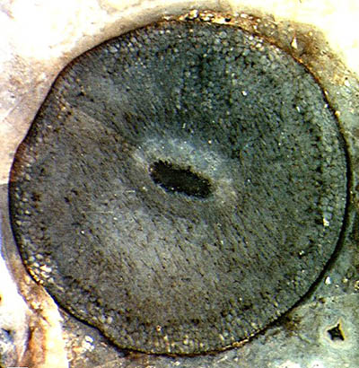 Aglaophyton mit Pilz Glomites rhyniensis